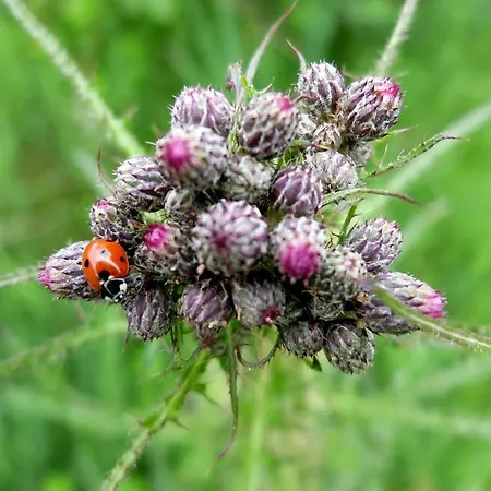 Maison D Hôtes Aux Légendes D Ardenne Affittacamere 3*