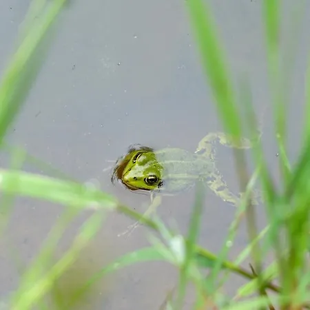 Maison D Hôtes Aux Légendes D Ardenne Affittacamere Carlsbourg